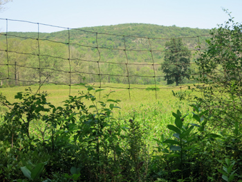 Broken fence once used to enclose elk in The Elk Pen. Photo by Daniel Chazin.