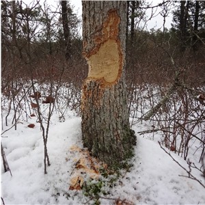 Beaver Activity at West Branch Wading River