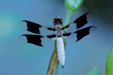 Common whitetail dragonfly. Photo by Edna Greig.