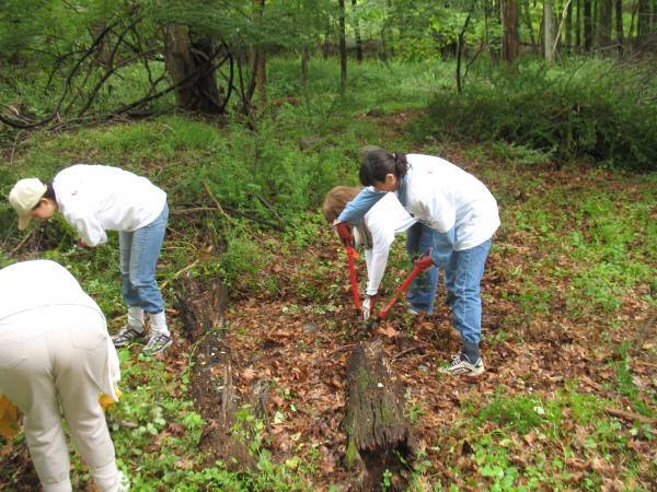 The trail is clear of  invasive barberry and ready for hikers.