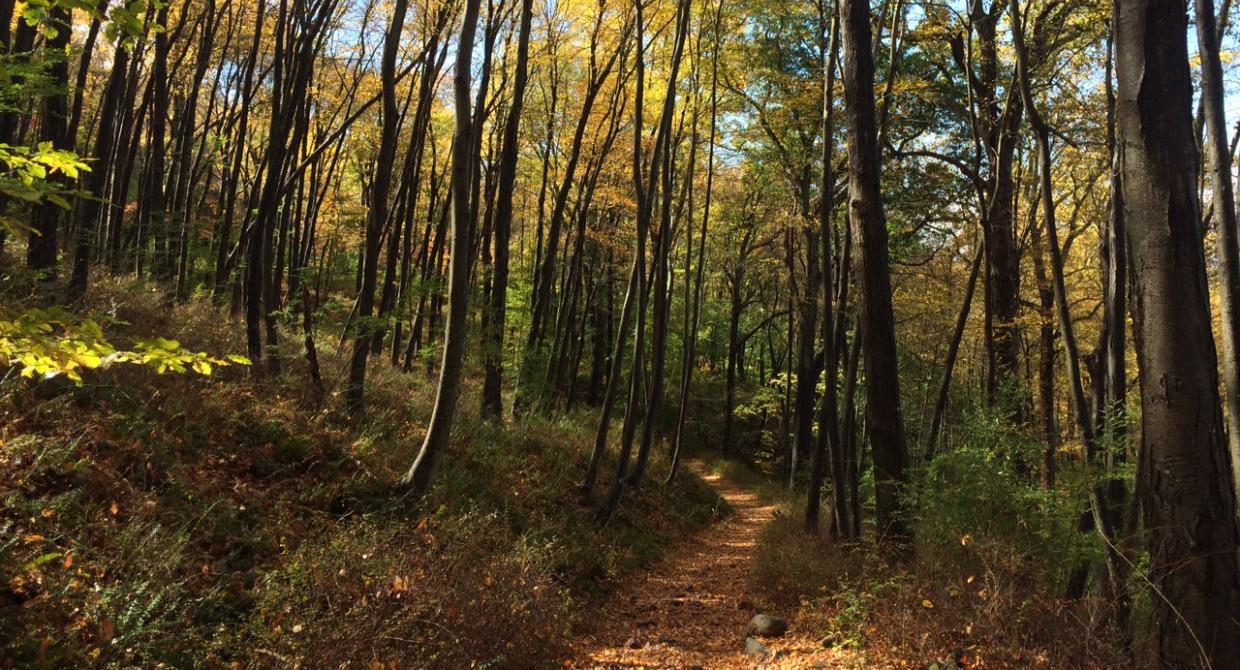 Rock Cores Trail in Worthington State Forest. Photo by Peter Dolan.