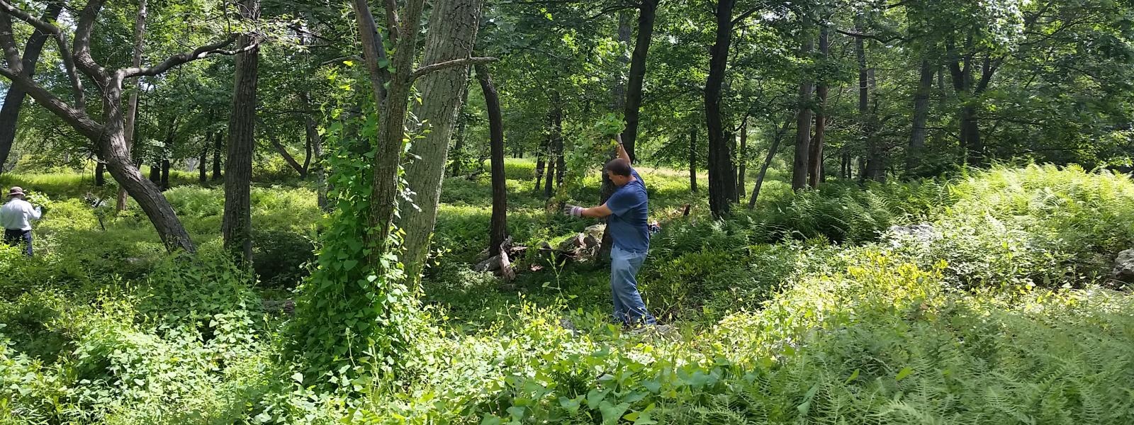ISF volunteer removing mile-a-minute