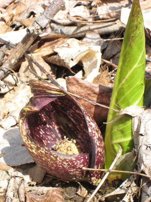 Skunk cabbage. Photo by Joan Ehrenfeld.