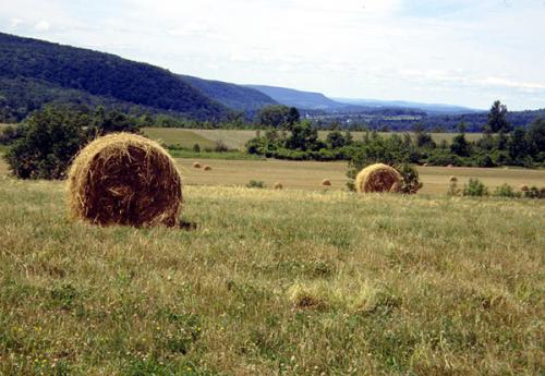 field