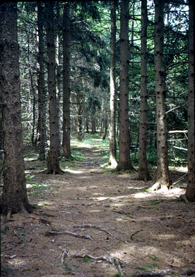 pines