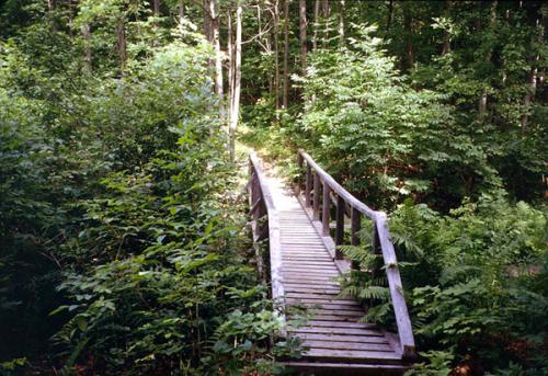 bridge
